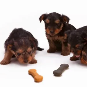 Alimentos para Cachorros: Guía Completa 2025