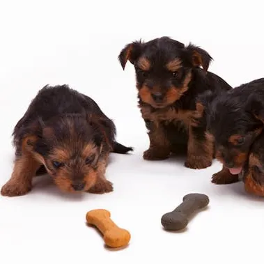 Alimentos para Cachorros: Guía Completa 2025