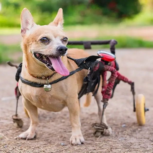 Guía de Cuidados para Perros con Discapacidad: Movilidad, Higiene y Bienestar