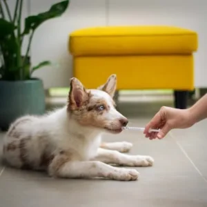 Mejores antiparasitarios para perros: Guía 2026
