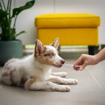 Mejores antiparasitarios para perros: Guía 2026