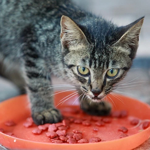 Mejor alimento para gatitos cachorros – Alimentos premium