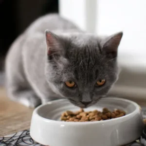 Mejor alimento para gatos en Chile: 10 mejores marcas