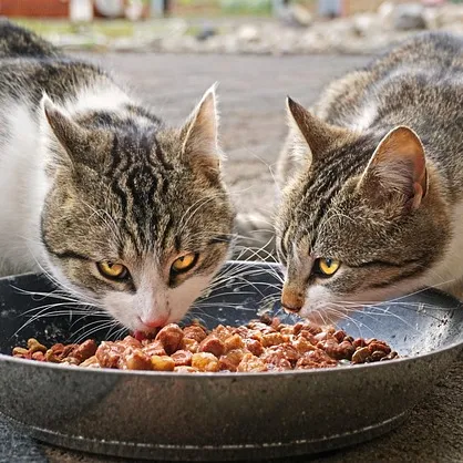 Mejor alimento para gatos senior – Mejores marcas