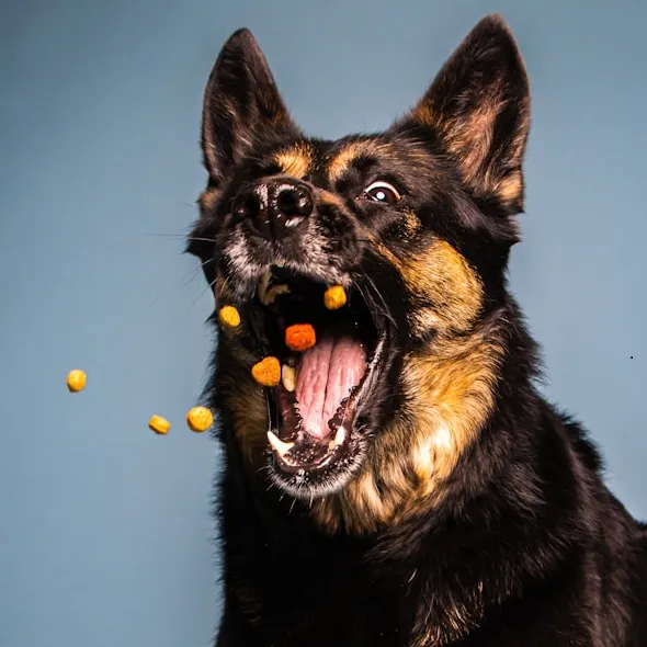 10 Mejores Alimentos para Perro en Chile: Guía Completa 2025