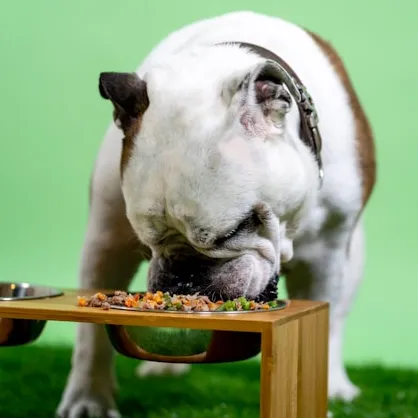 Alimentos para Perros Senior: Guía Completa 2025