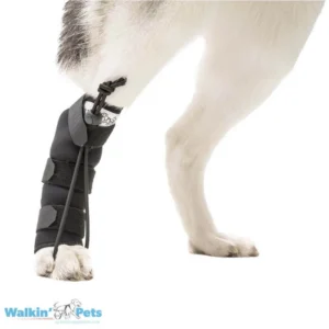 Corrector Propioceptivo Trasero (No-Knuckling Training Sock) – Walkin’ Pets