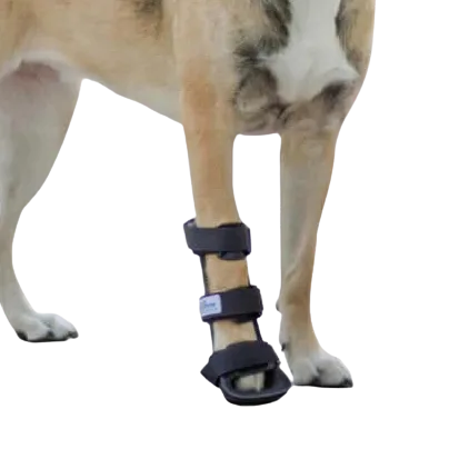 férula en pata de perro