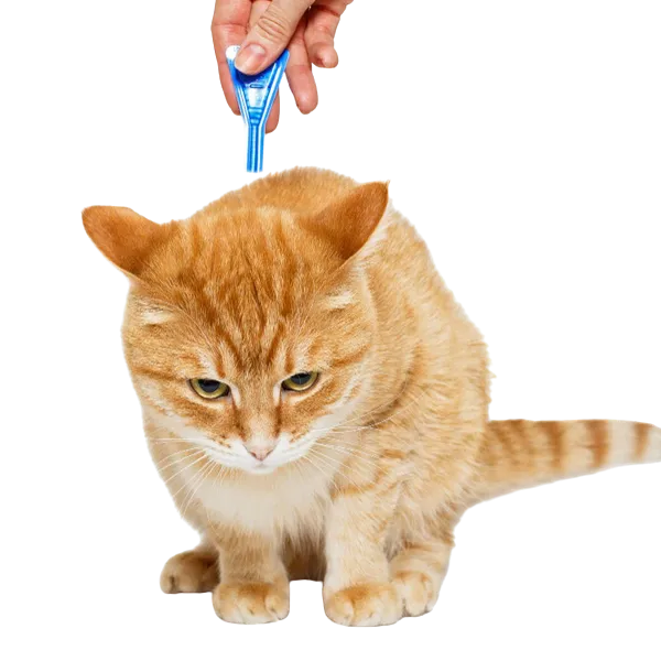gato cin pipeta