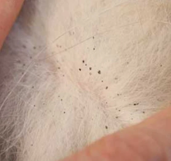 Excremento de pulgas en gato