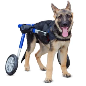 Silla de Ruedas para Perros Medianos (Talla Medium) – Walkin’ Wheels