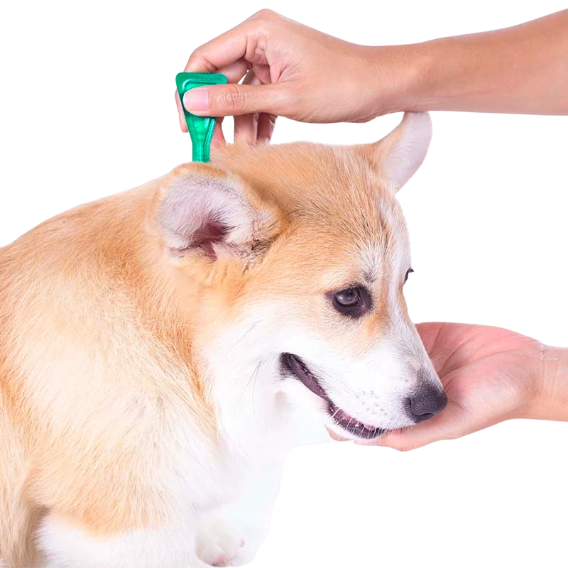 perro con pipeta