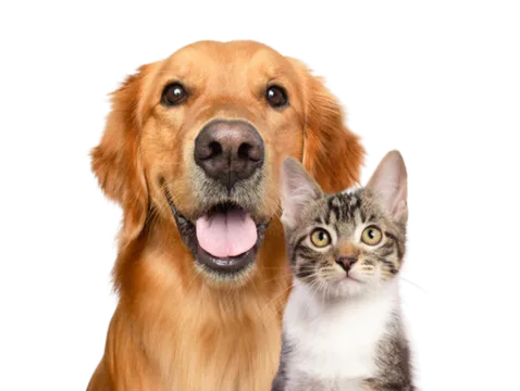perro y gato