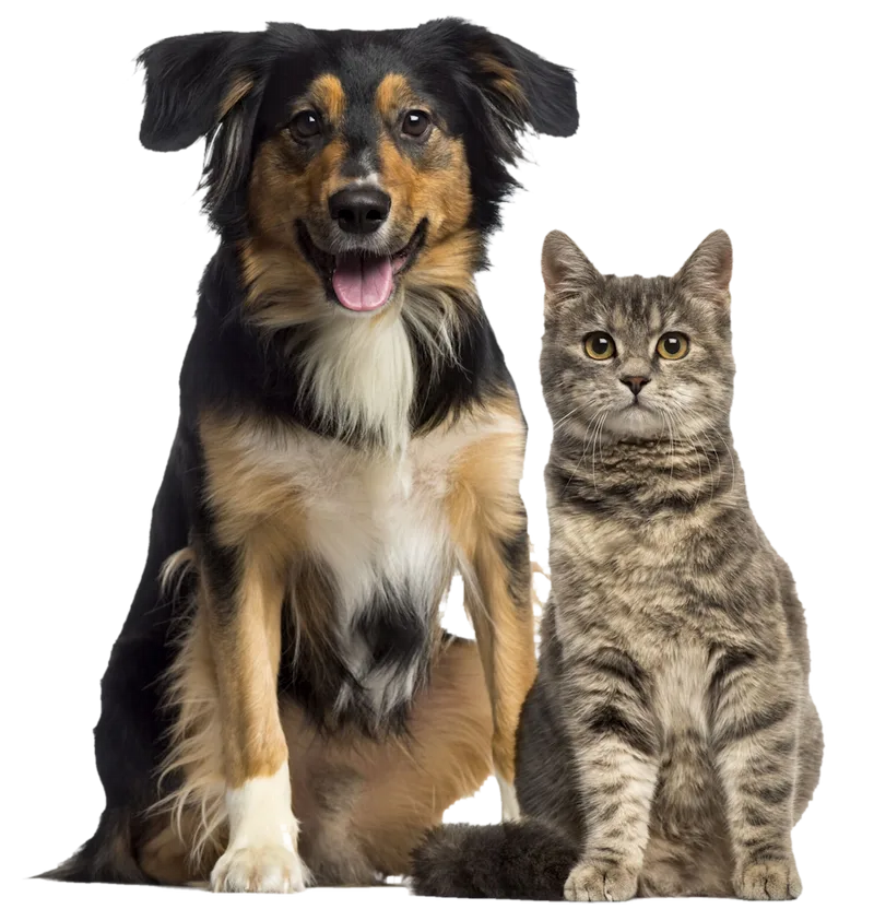 perro y gato